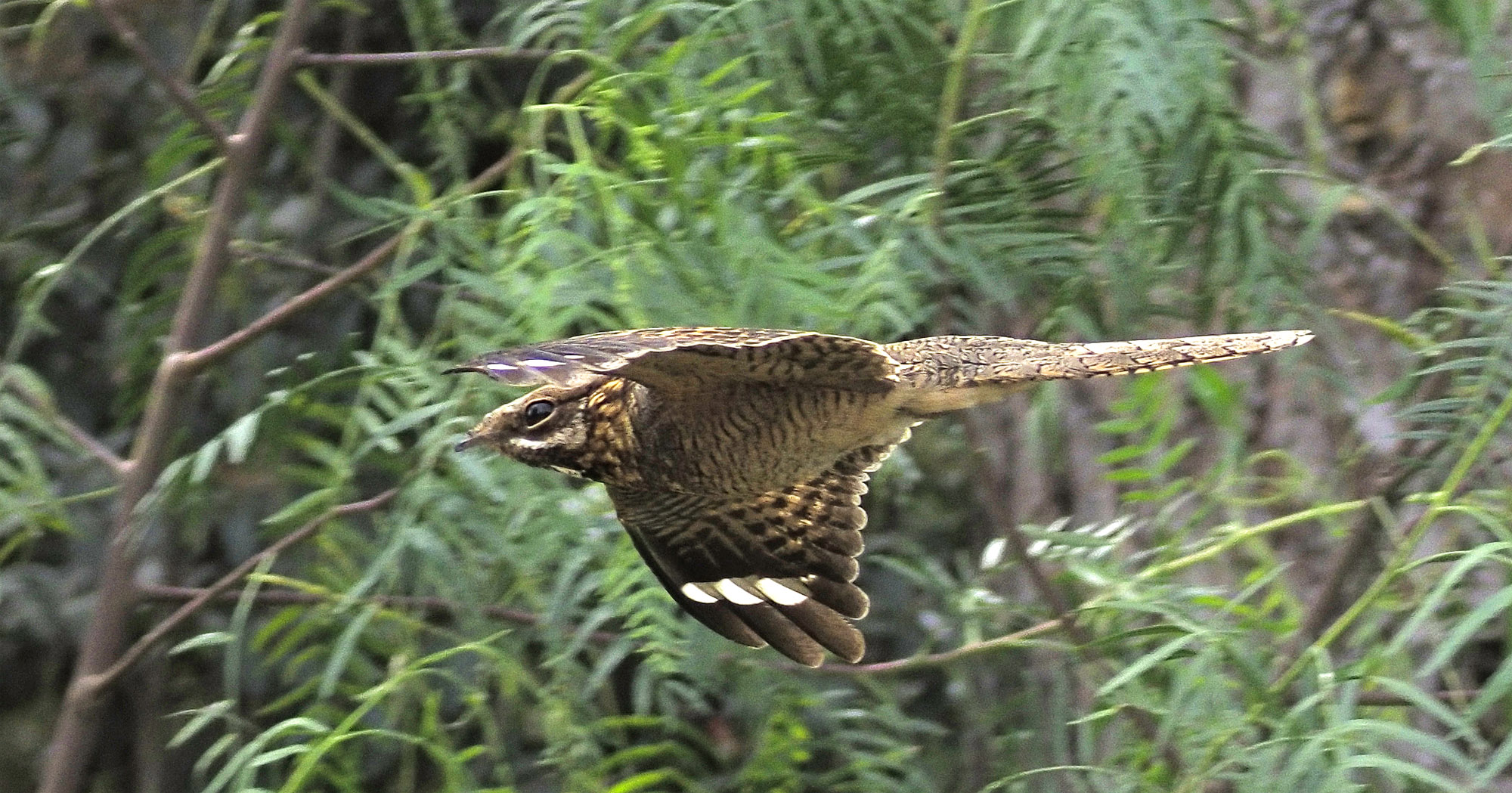 Real Club Sevilla Golf creates an innovative “Bird Guide” showcasing the species that inhabit golf course throughout a year